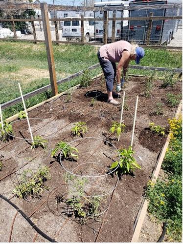 6th Ward Garden, Helena. Photo: Jake Mohrmann